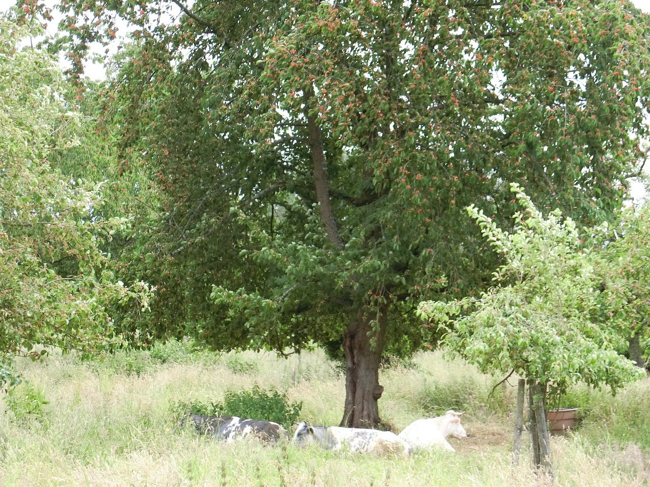 CIMG2563.JPG