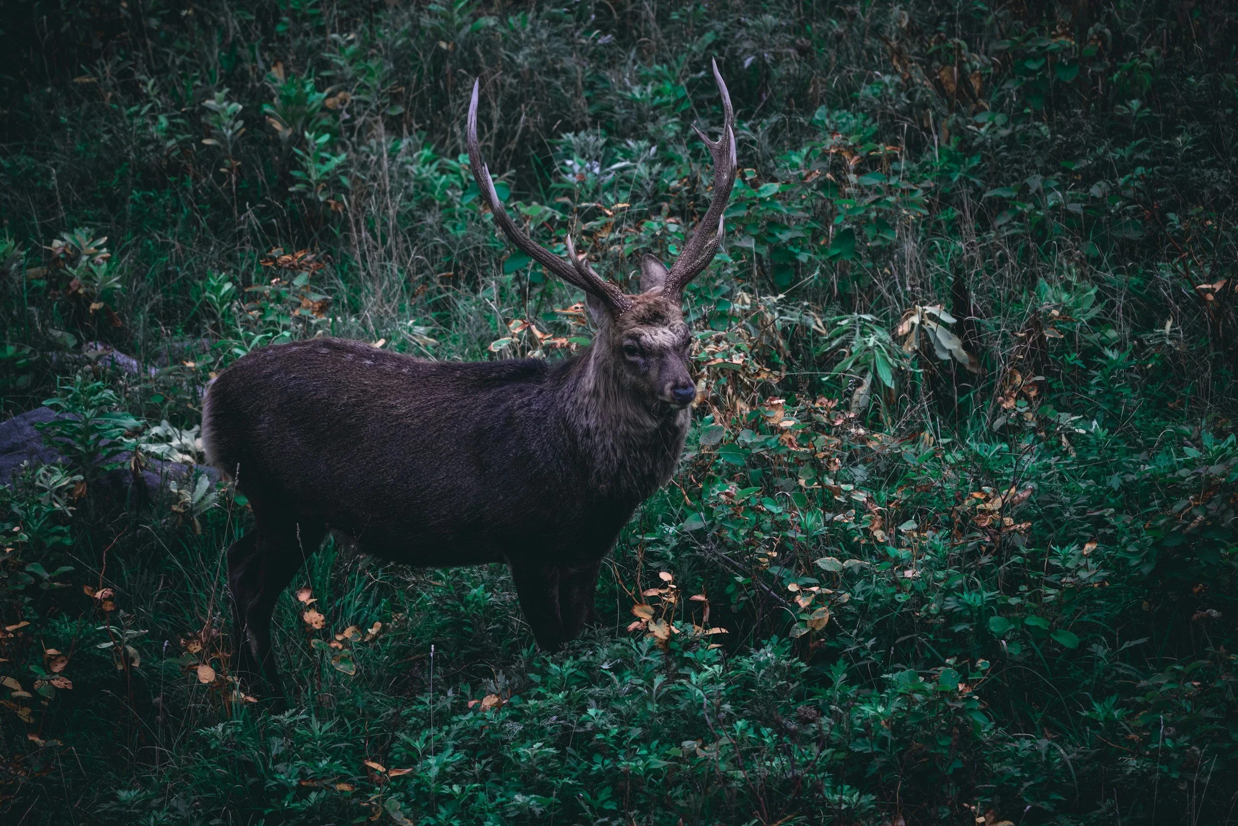 unsplash-image-XXVhzyYm-d4.jpg.webp