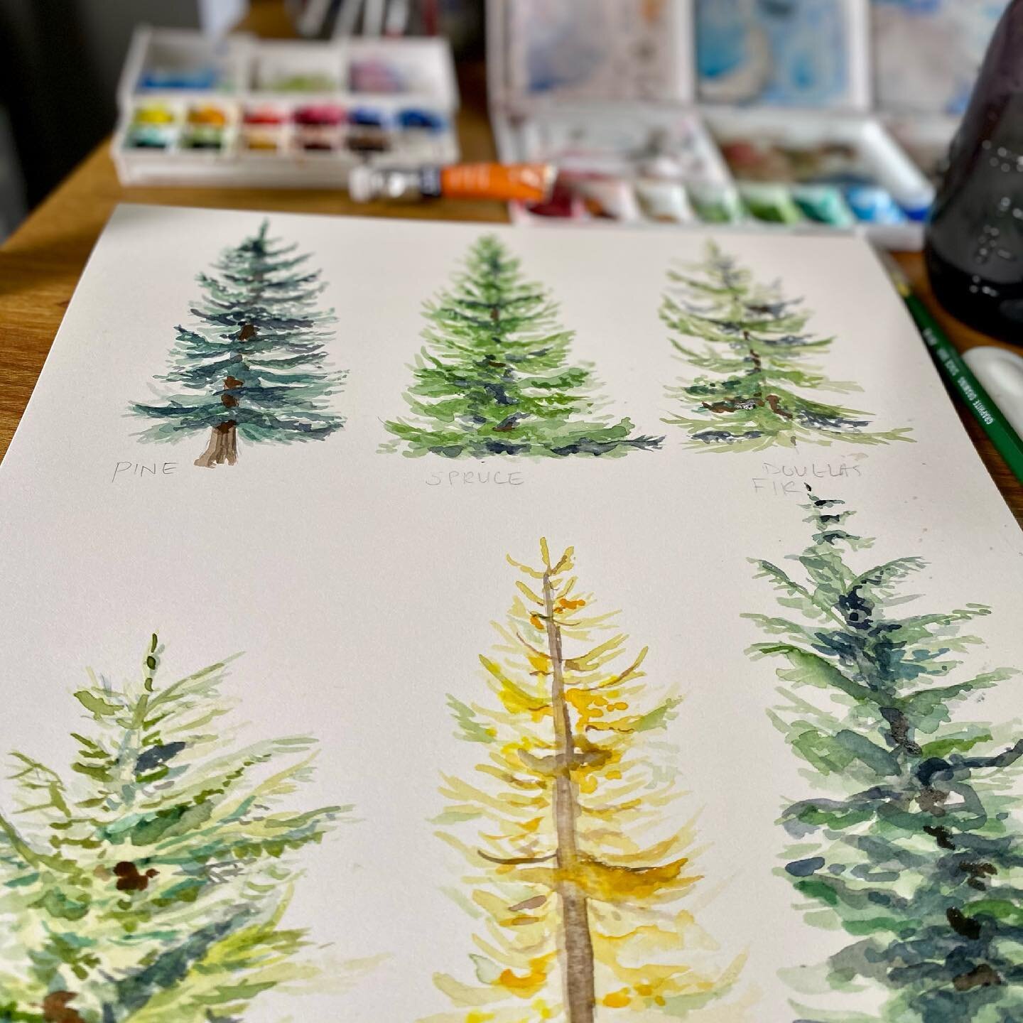 Practicing coniferous trees today. I&rsquo;ve been wanting to master trees for a while and this cool rainy weather is the perfect day to take a step toward that goal. 

#practicemakesprogress #coniferous #treesofinstagram #trees #illustration #waterc