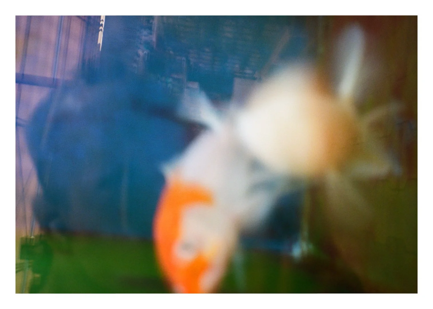 swim down
.
.
.
.
.
.
#swimming #swindown #blurryphoto #blurryanalog #analoggram #goldfish #fishsesoninstagram #petsofinstagram #fishoutofwater #analoguephotography #analoggram #analoguelife #abstractphotography #abstractart #wallart #FineArtPhoto