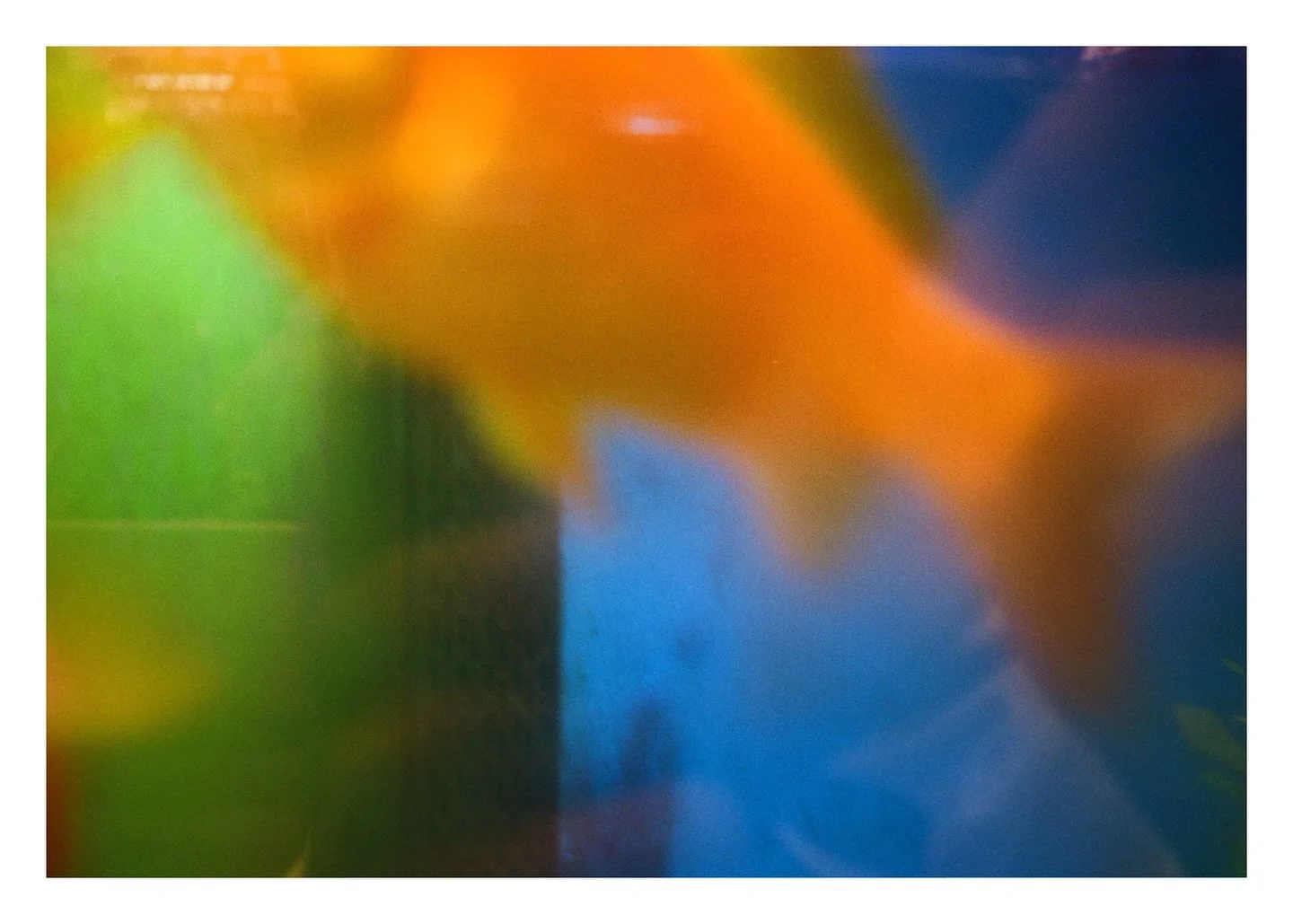swim up
.
.
.
.
.
.
#swimming #swimup #blurryphoto #blurryanalog #analoggram #goldfish #fishsesoninstagram #petsofinstagram #fishoutofwater #analoguephotography #analoggram #analoguelife #abstractphotography #abstractart #wallart #FineArtPhoto #black