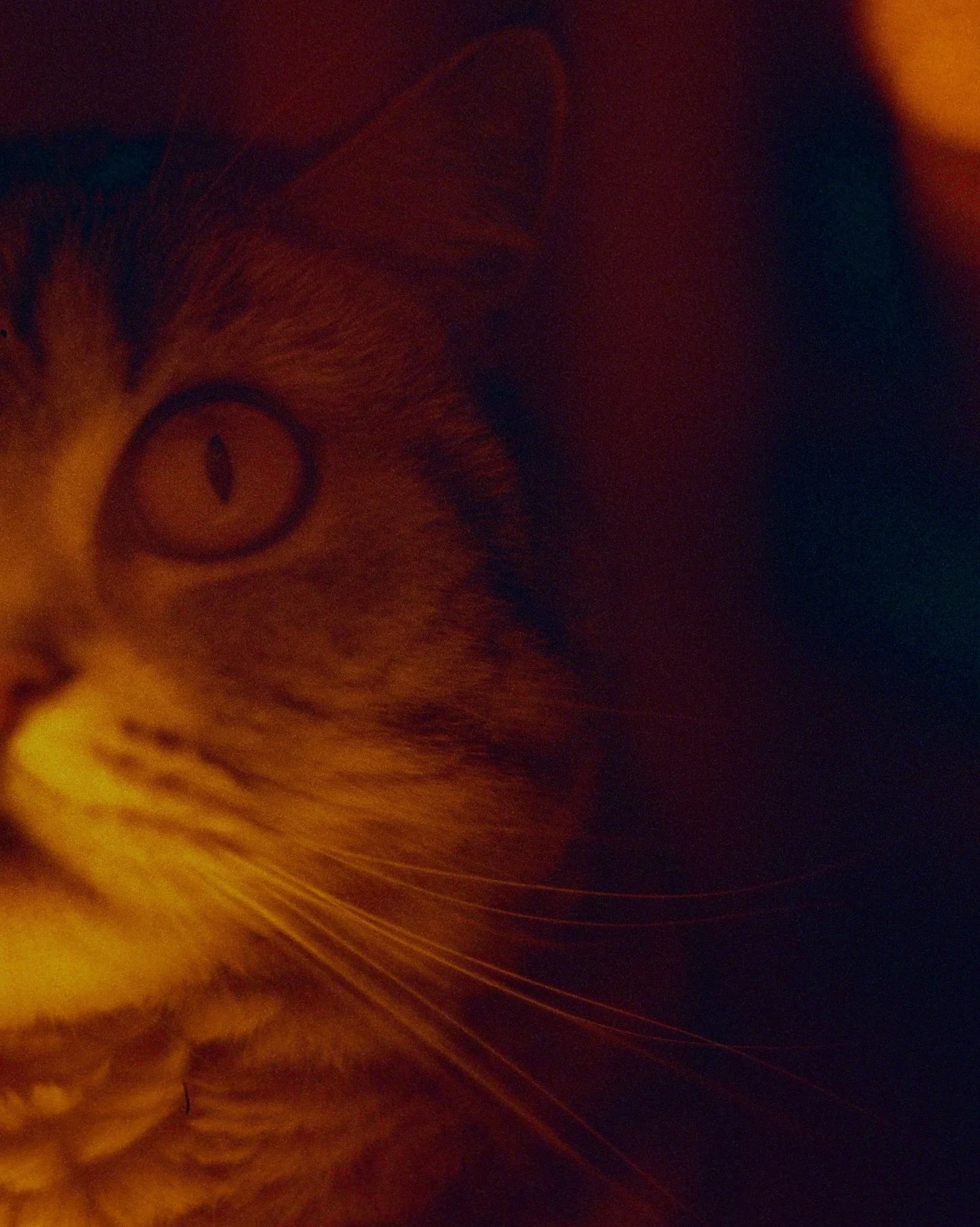 half in horror
.
.
this picture is not available as an A1 size print
.
all other sizes are available 
.
.
.
#kitty #kitten #animalphotographer #catsofinstagram #redscalefilm #analoguemoments #analogue #red #redfilm #horrorphoto #vertical #whiskers #c