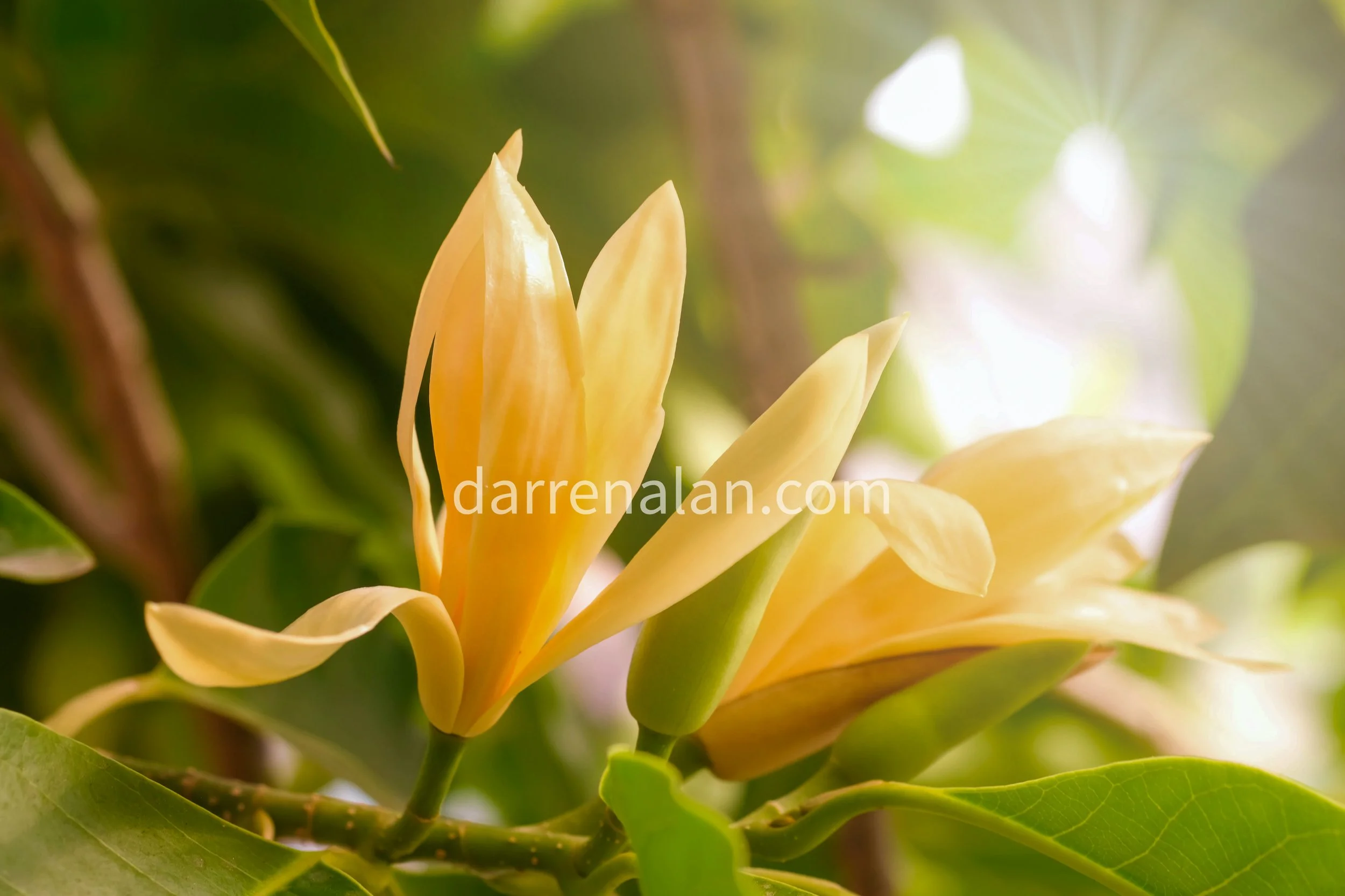 Red Champaca Absolute