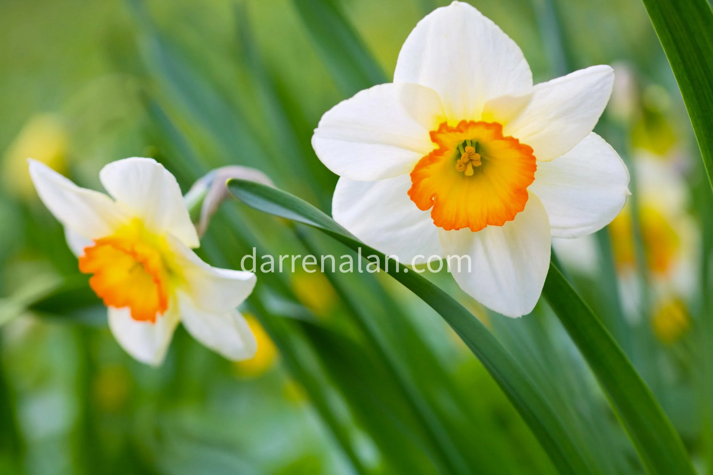 Narcissus Absolute