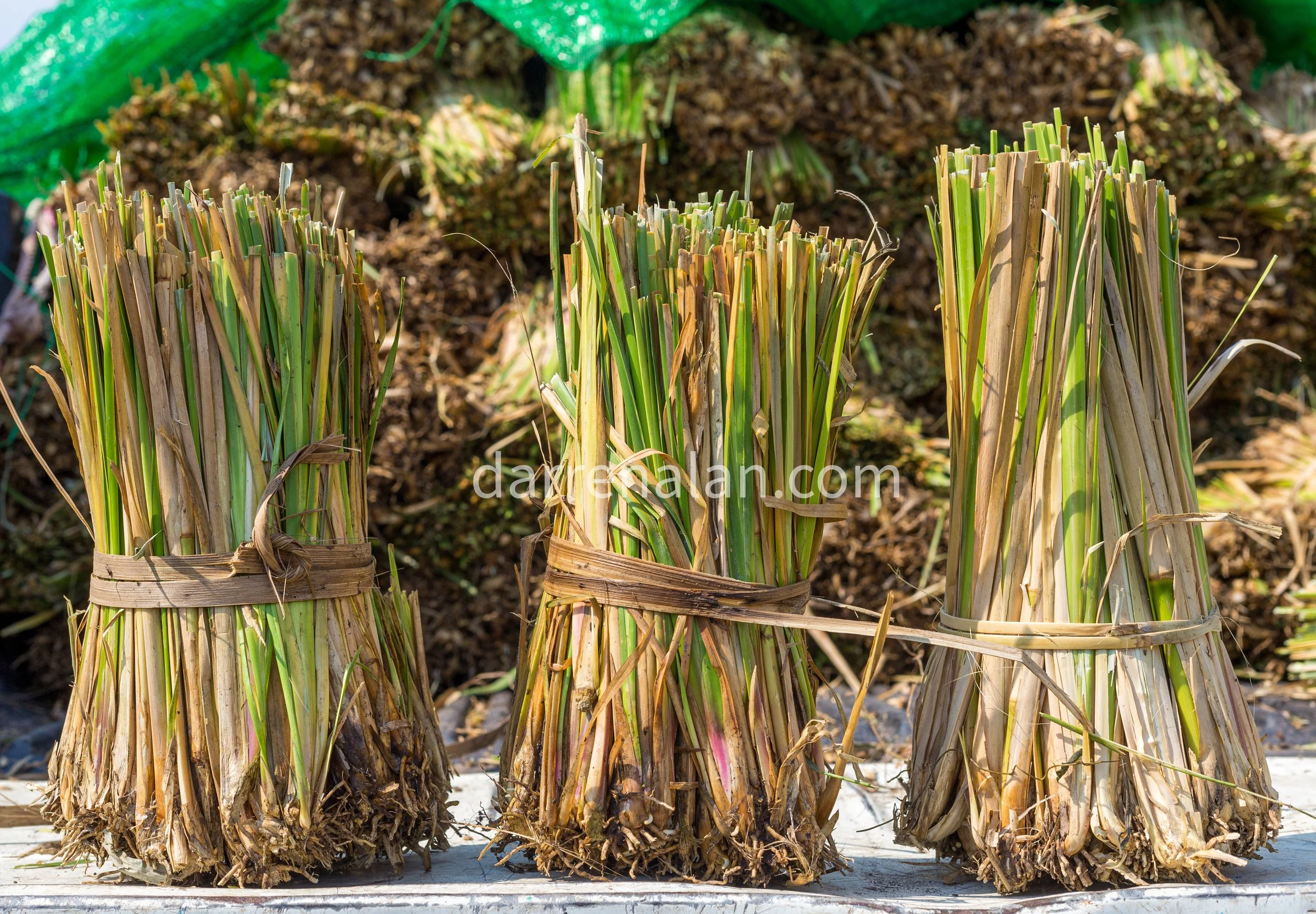Vetiver Essential Oil