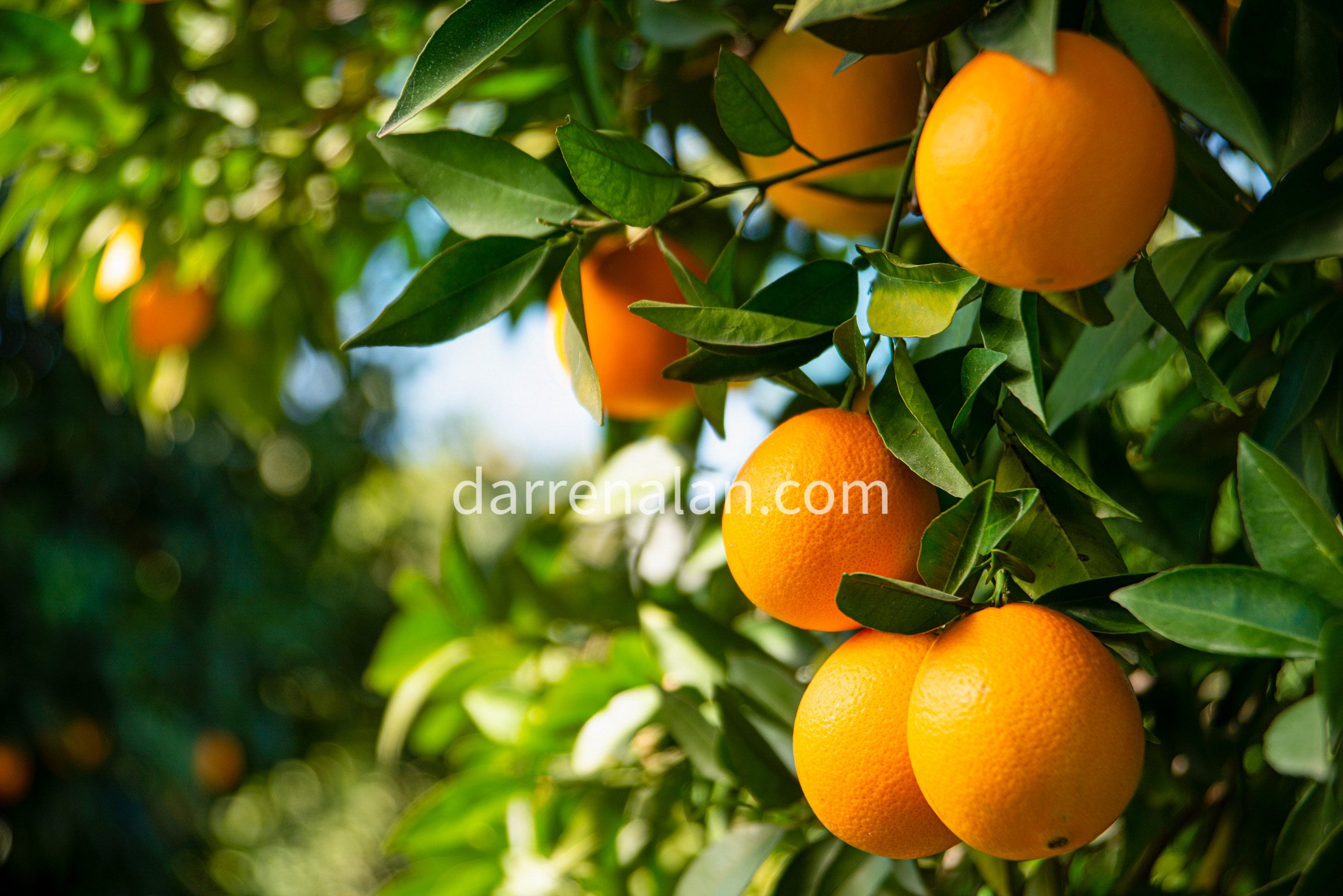 Orange Essential Oil, Bitter