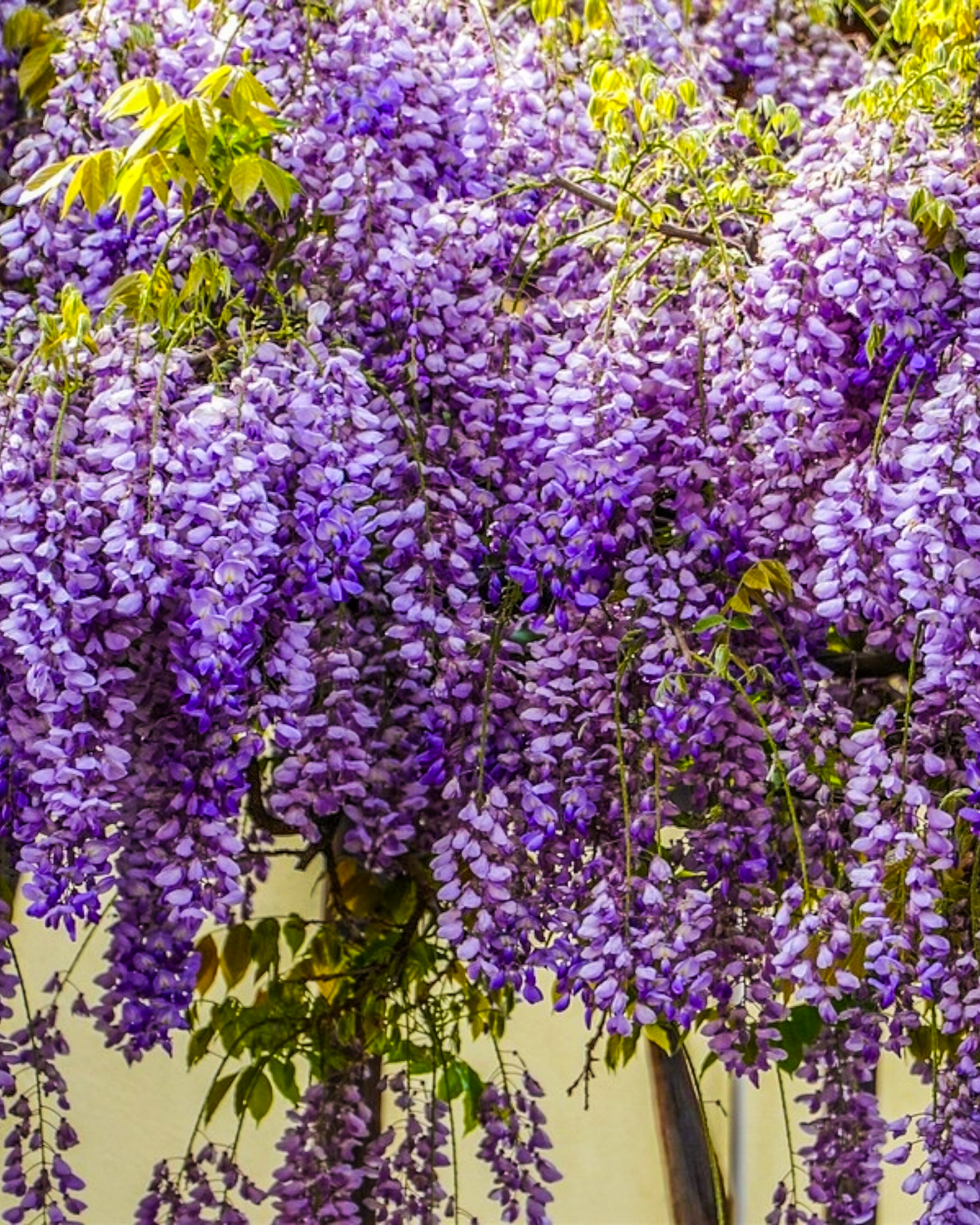 June 2025 Perfume of the Month - Wistful Wisteria — Darren Alan