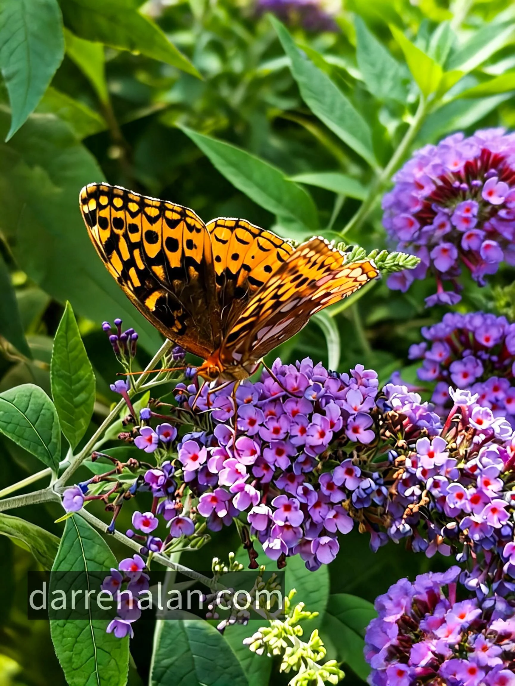 Butterfly Bush Darren Alan Perfumes Vaughn Michael.JPEG