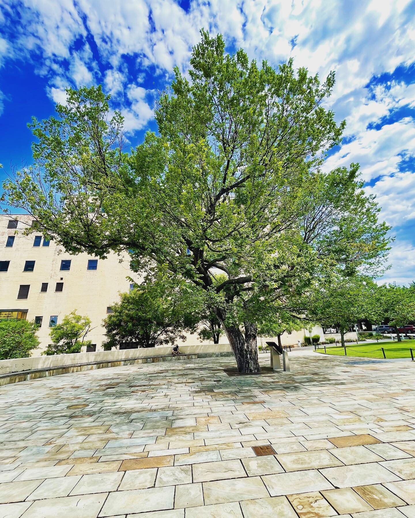 In our last episode our powerful guest Ron Vega shared how the Oklahoma City Survivor Tree was an inspiration for the Sept. 11 Survivor Tree. 

This century-old American elm survived the Oklahoma City bombing (1995) and could easily have fallen victi