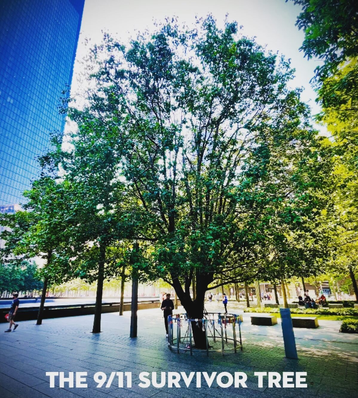 To commemorate the anniversary of Sept. 11, we share this replay of our episode that featured the 9/11 Survivor Tree, a Callery Pear tree found during the excavation of Ground Zero in NYC. 

Our guest, Ron Vega, shares his insightful and touching sto