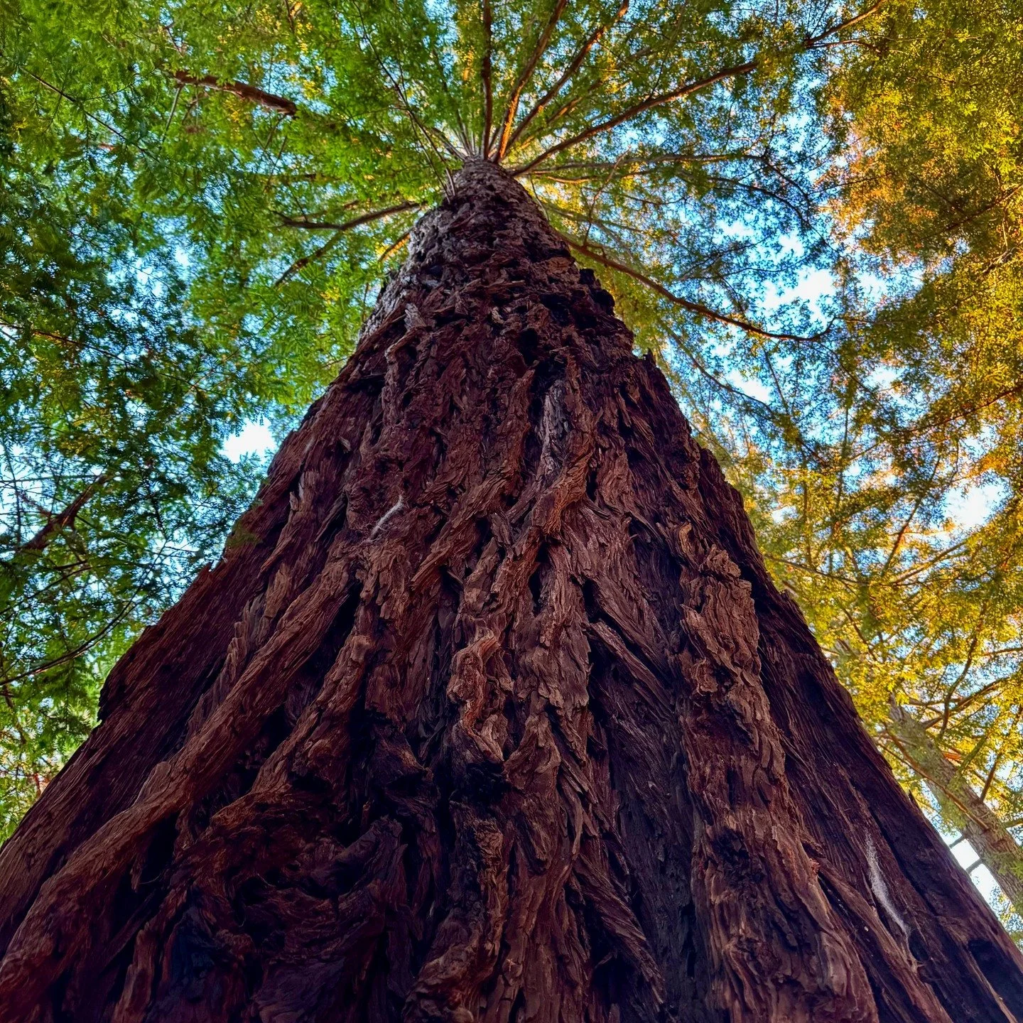 The light softens, the air turns crisp, and the redwoods hold their steady breath.
These giants breathe too &mdash; trading the ocean mist for life-giving moisture, capturing carbon, and quietly shaping the air we share.
As the seasons shift, they re