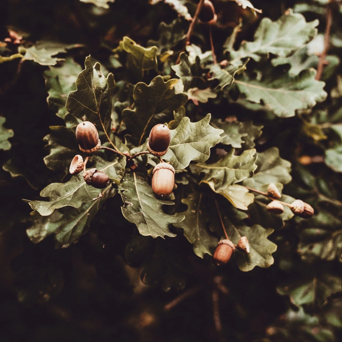 🐿 In our latest episode, we feature an interview with @elspethhay, whose new book, Feed Us With Trees shows us that acorns aren&rsquo;t just for squirrels &mdash; they&rsquo;re one of the most overlooked, sustainable, and nutrient-dense food sources