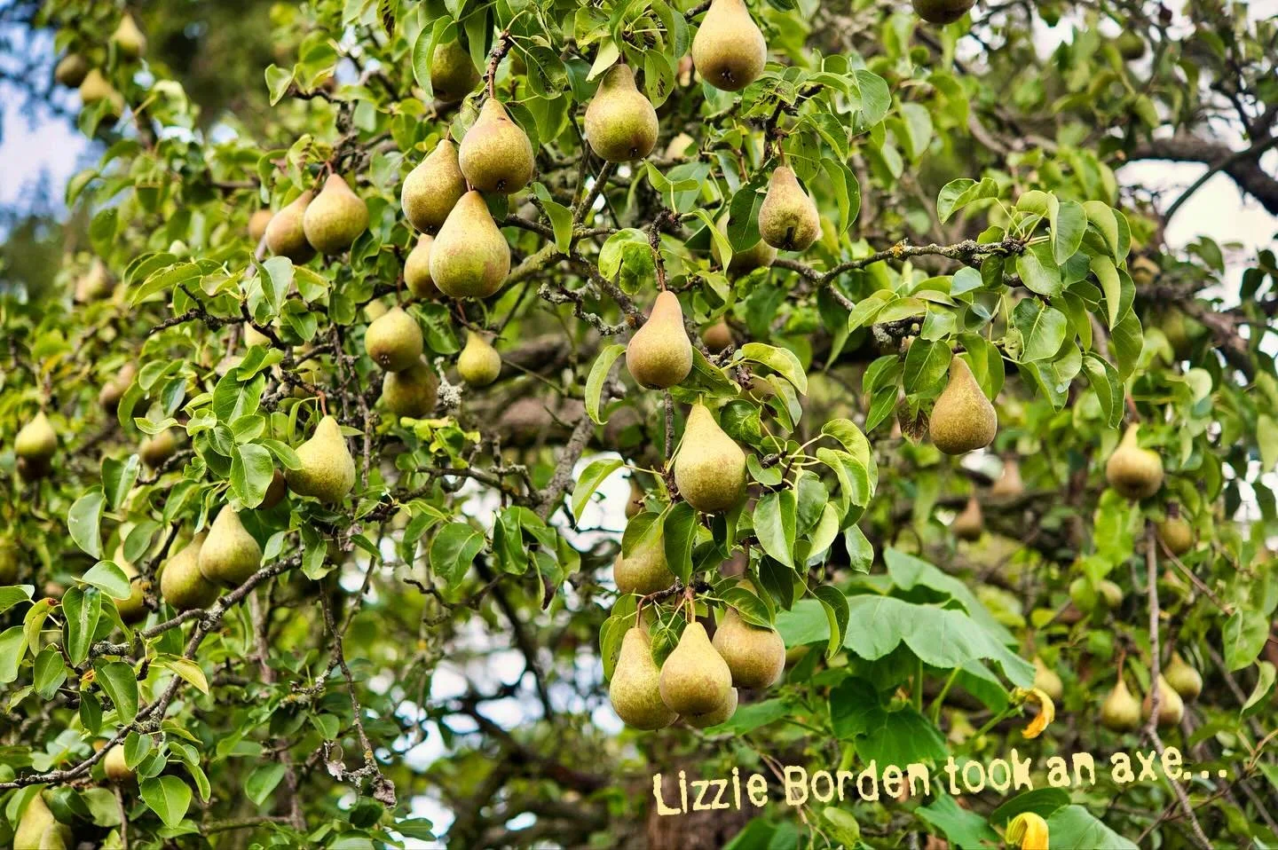&ldquo;The Witness Tree&rdquo;

Our newest tale comes from Fall River, MA, where a singular pear tree witnessed a harrowing crime. You may think you know the story of Lizzie Borden, but this pear tree will never fully reveal her secrets. Listen close