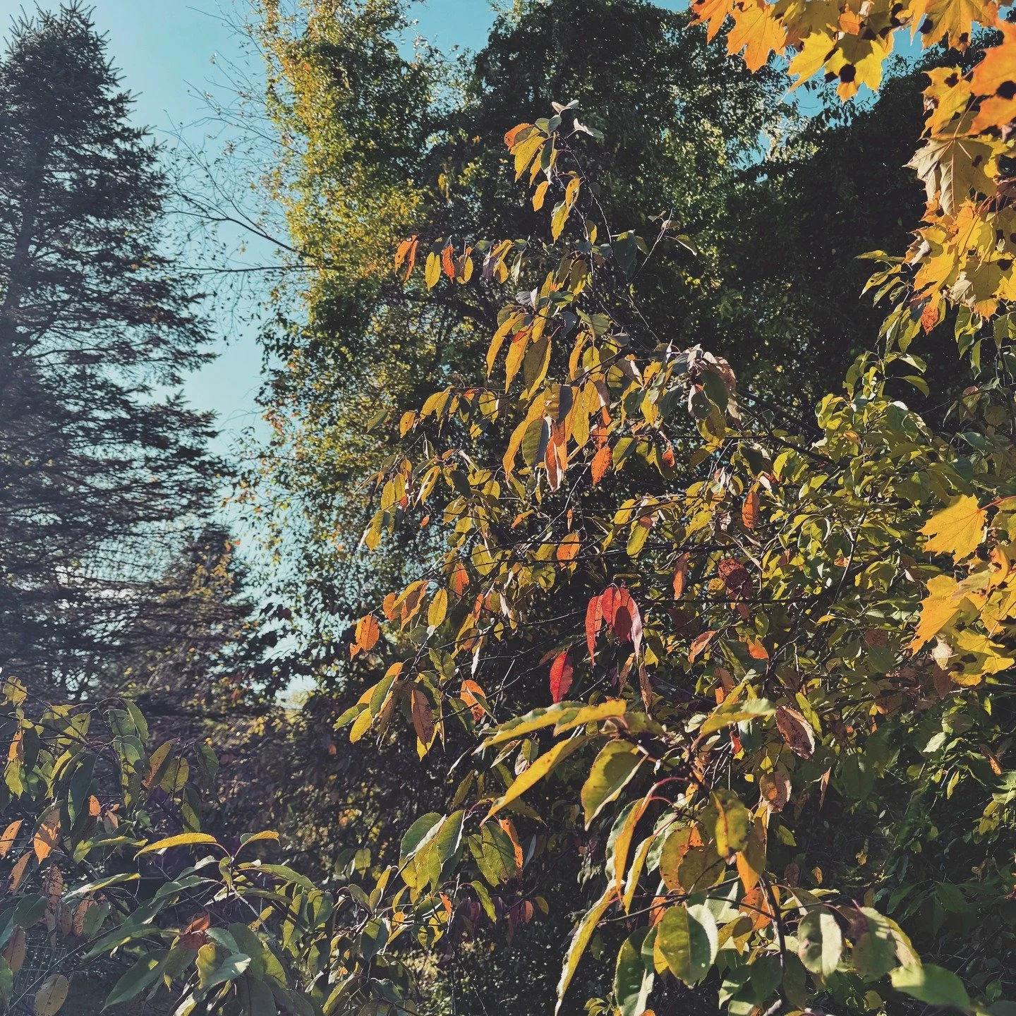 Sunlight drifts through the branches, and the red leaves glow in the autumn light. 🍁
Every tree has a story, and every season leaves its mark. What stories are hidden in the trees around you?