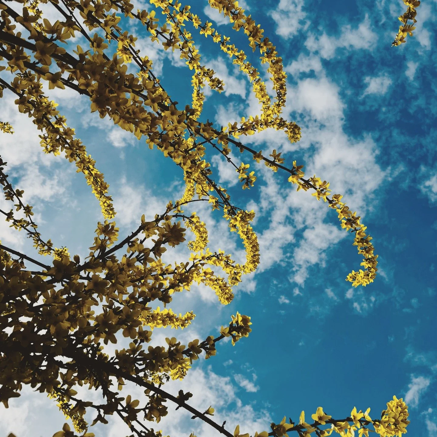 Spring doesn&rsquo;t rush, and neither should we.

Forsythia bursts into yellow flame against the blue sky, a bright reminder that even the quietest seasons eventually give way to light. 

Take a minute today. Look up. Breathe in. Let yourself witnes