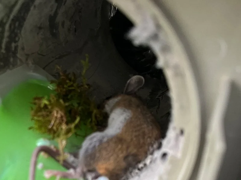 Getting Your Home Back in Order After the Holidays (And Keeping Mice &amp; Pests Out)