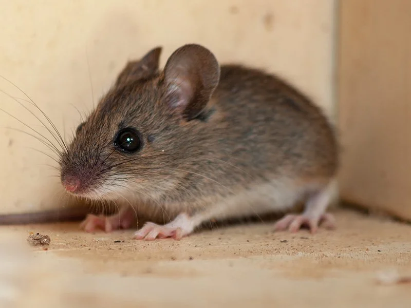 Winter Rodent Prevention: Keep Mice &amp; Rats Out During the Cold Months