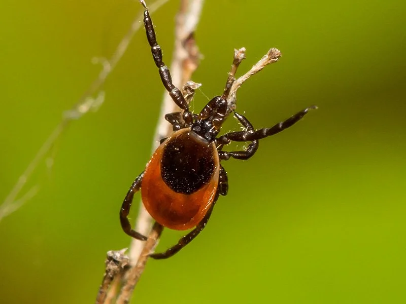 Maine Experts Are Reporting Early Tick Activity. Here's What Homeowners Should Know.