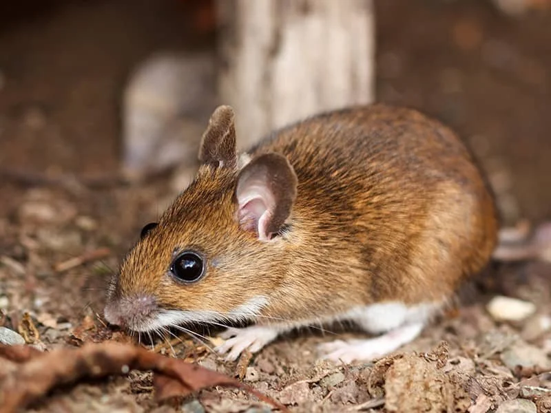 white footed mouse under a portland maine home porch