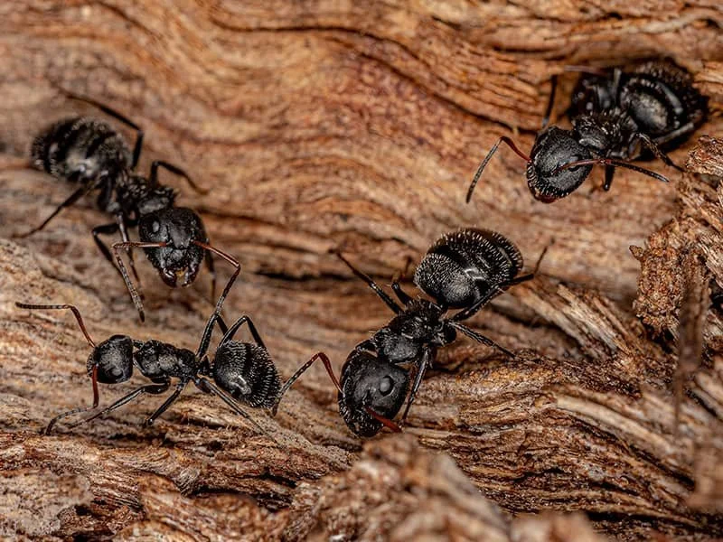 carpenter ants inside maine home