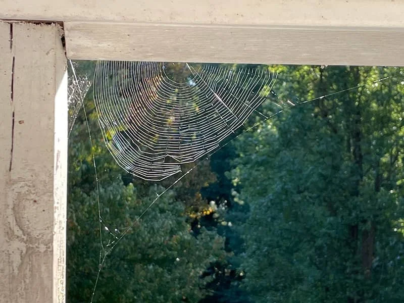 spider wed on augusta maine home during fall