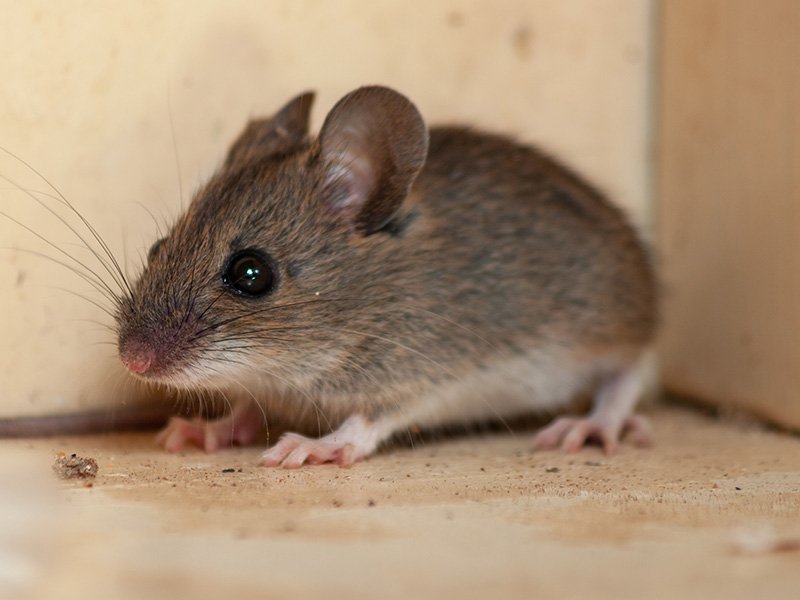 house mouse inside portland, maine home