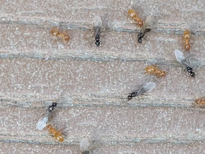 cornfield ants swarming on central maine property