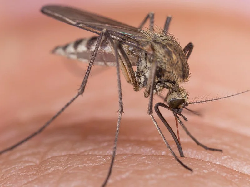 close up of mosquito on maine homeowners arm