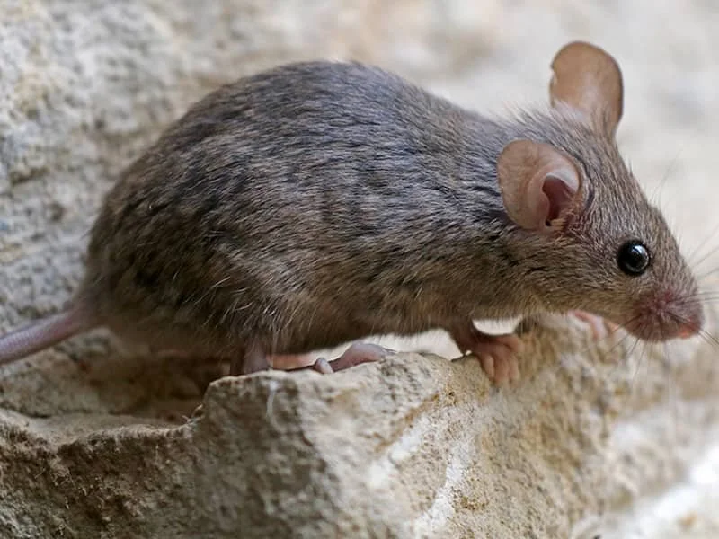 house mouse on portland maine home foundation