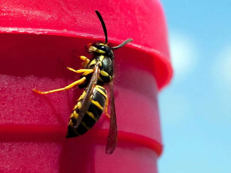 yellow jacket on a bottle cap outside maine home