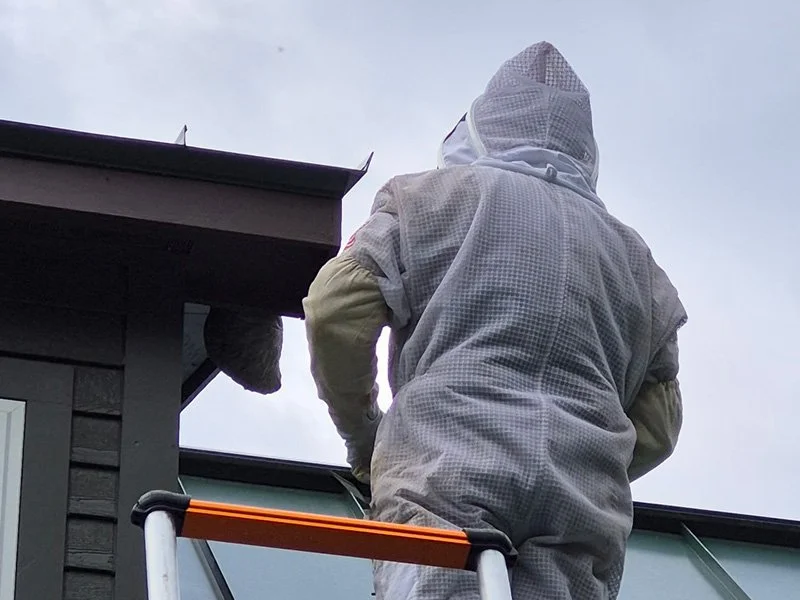 removing a wasp nest from a portland, maine roof