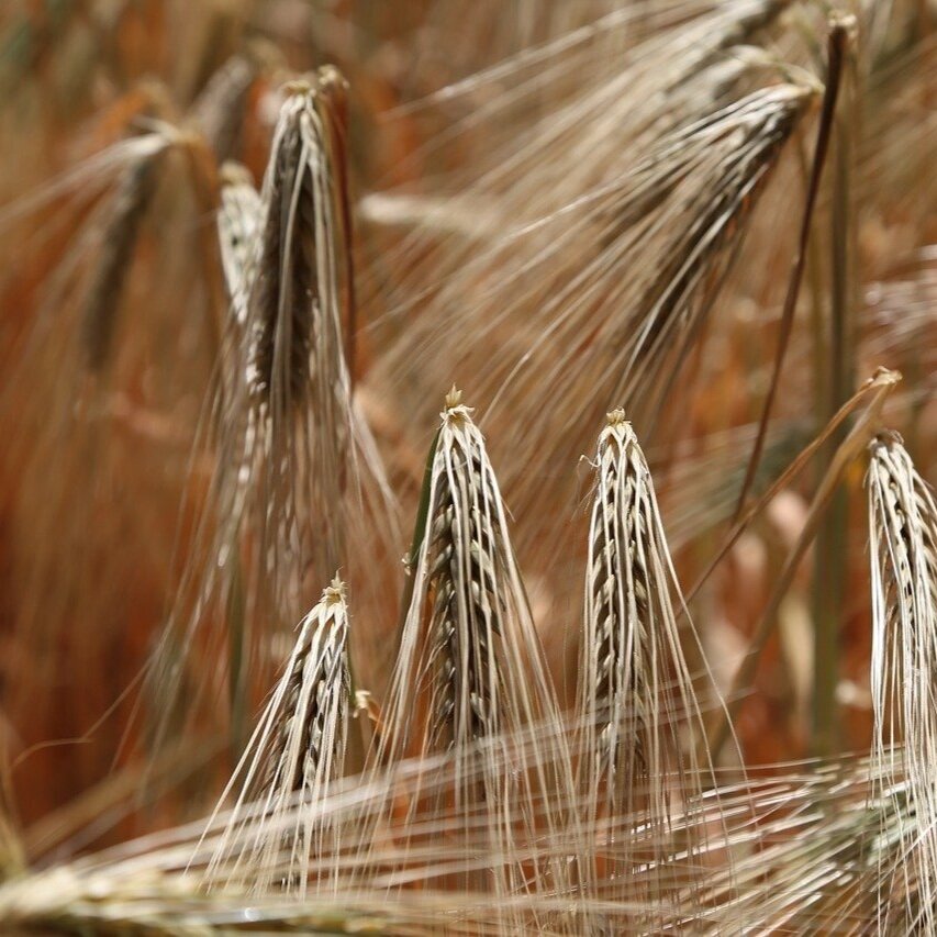 wheat.jpeg