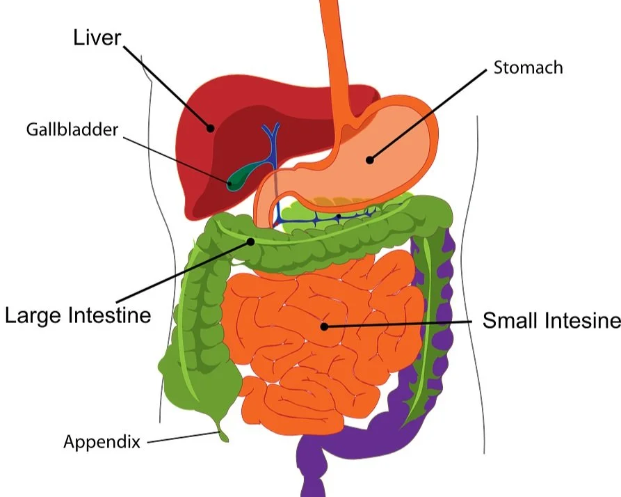 Bloating what causes it and how to get rid of it?
