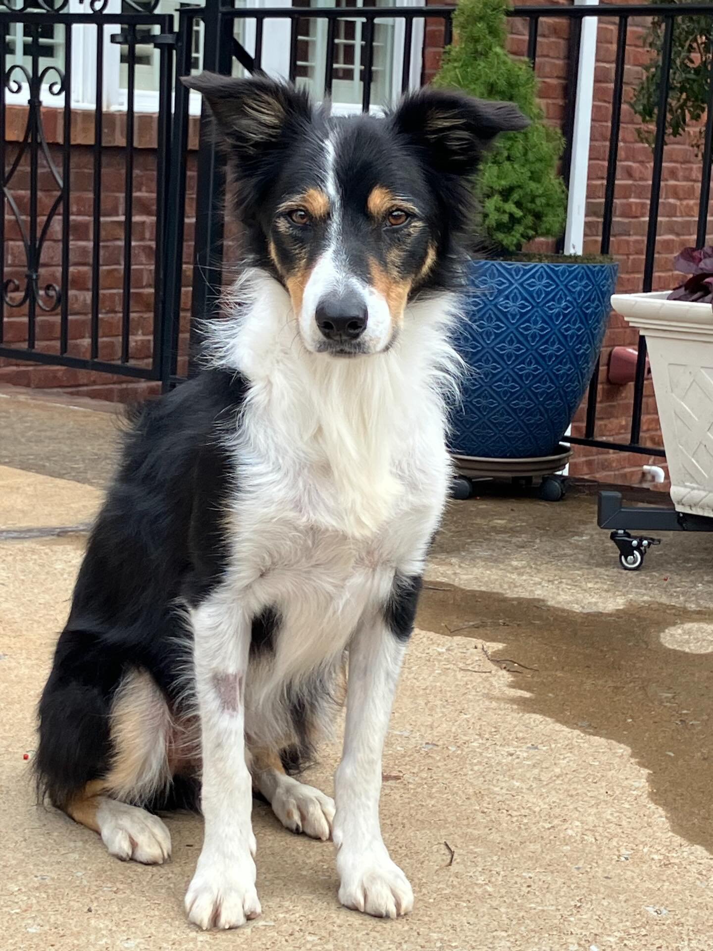 Starting 2026 with the best news we could ask for&mdash;Drover is officially DONE with chemo.
Through it all this dog never stopped being himself. Cancer picked the wrong one.
Remission since August. Stronger than ever.
Huge thanks to the incredible 