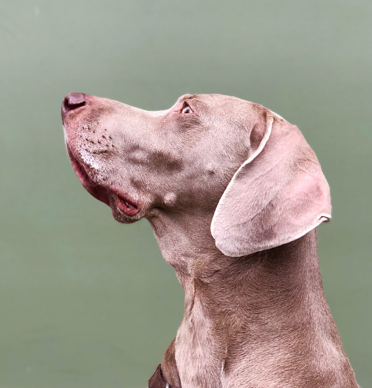 3 Life Lessons from Math, Physics & My Dog