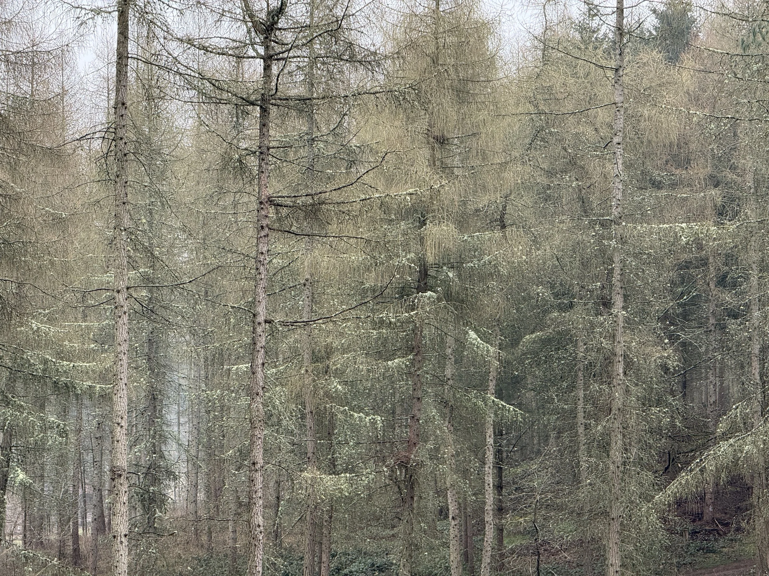Tom Blockley Shropshire Spring Woodland, Bridgnorth March 2025 — GalleryB Landscape ...