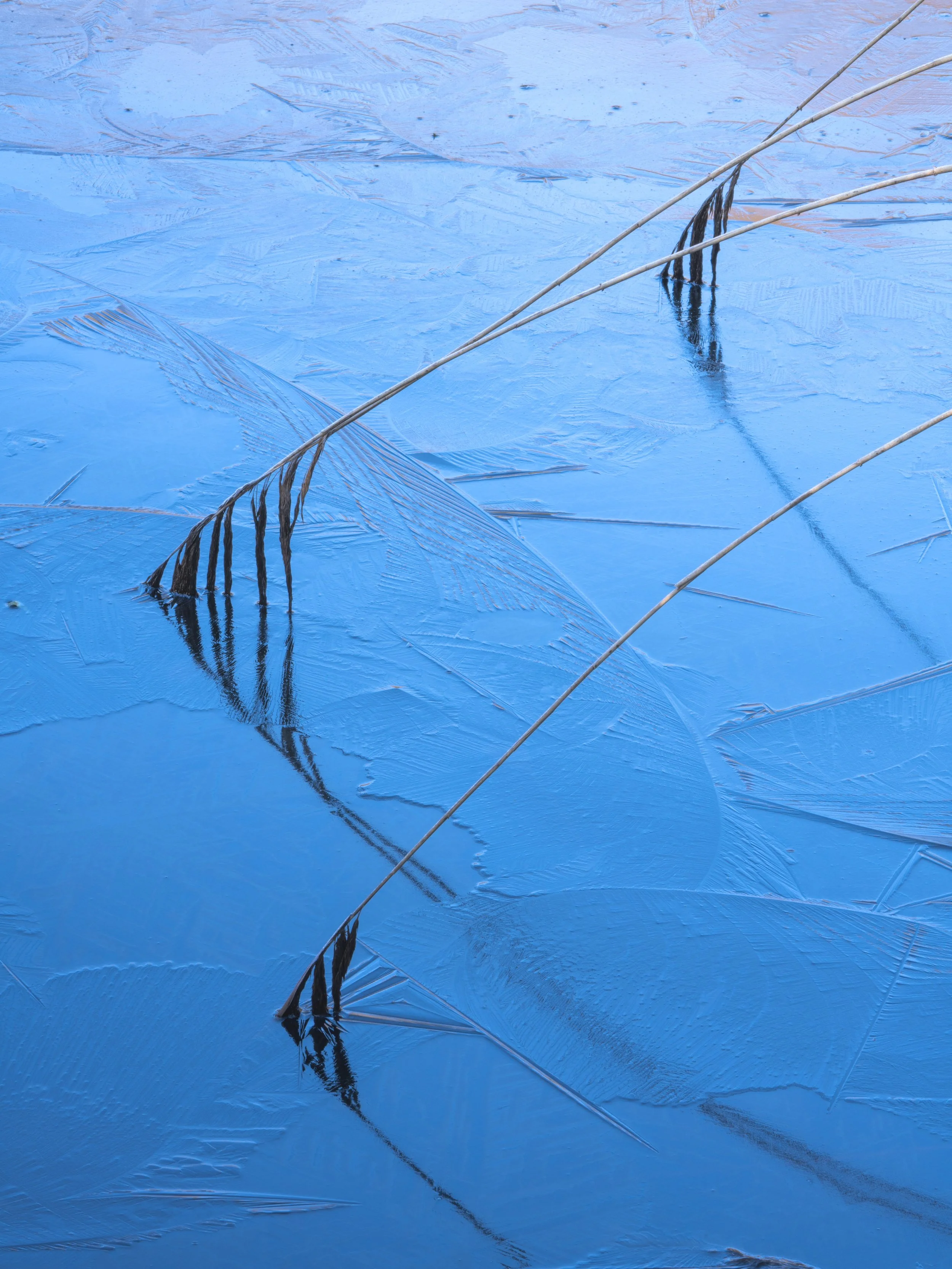Tom Blockley Frozen Reeds, Angelfish Illusion, Abstract Print Shropshire — GalleryB ...