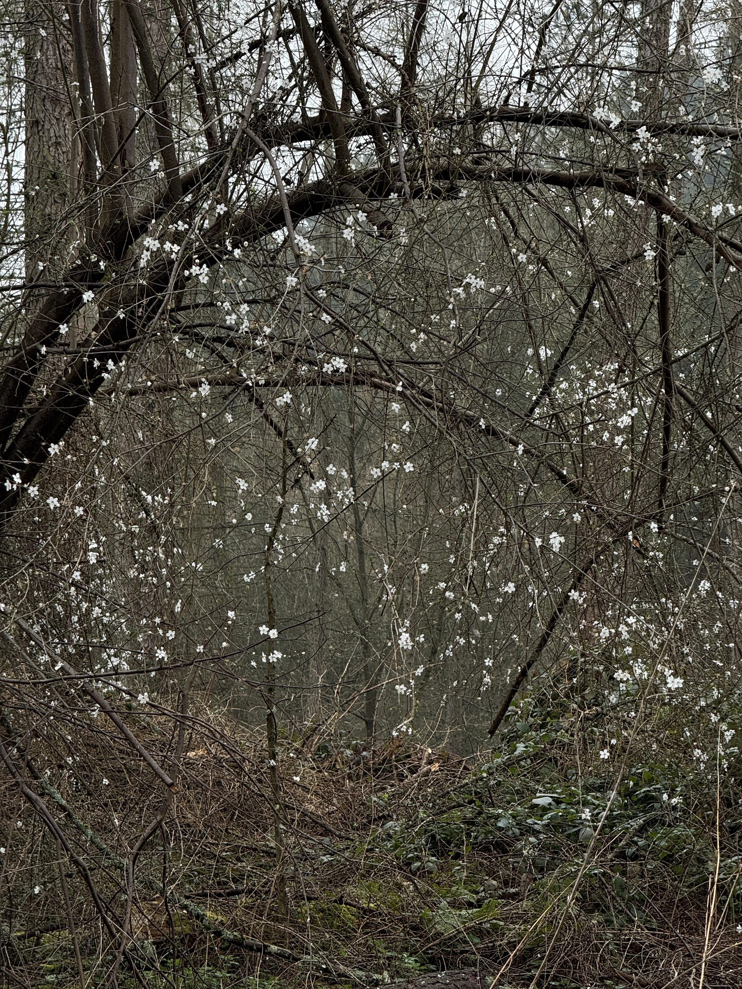 Tom Blockley Shropshire Spring Woodland, Bridgnorth March 2025 — GalleryB Landscape ...