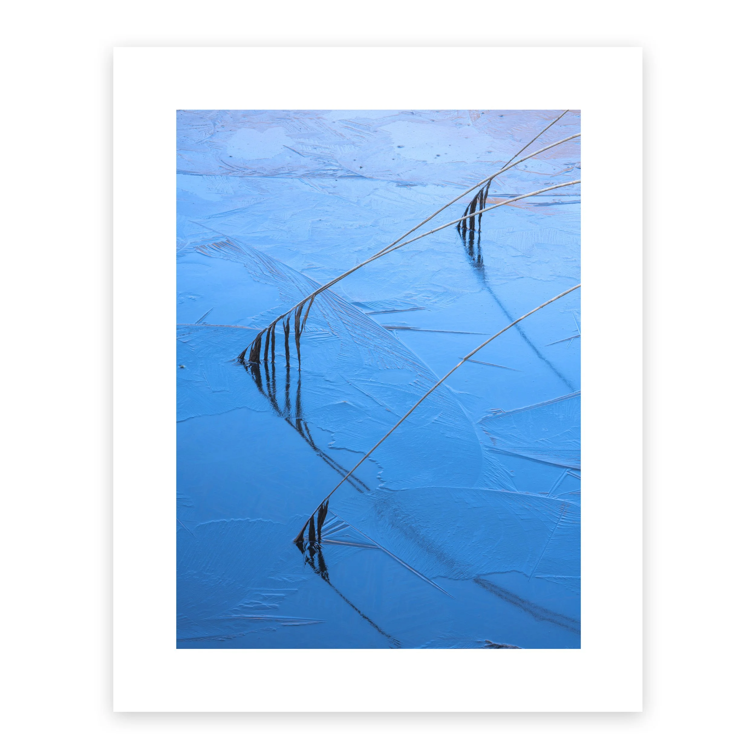 Tom Blockley Frozen Reeds, Angelfish Illusion, Abstract Print Shropshire — GalleryB ...
