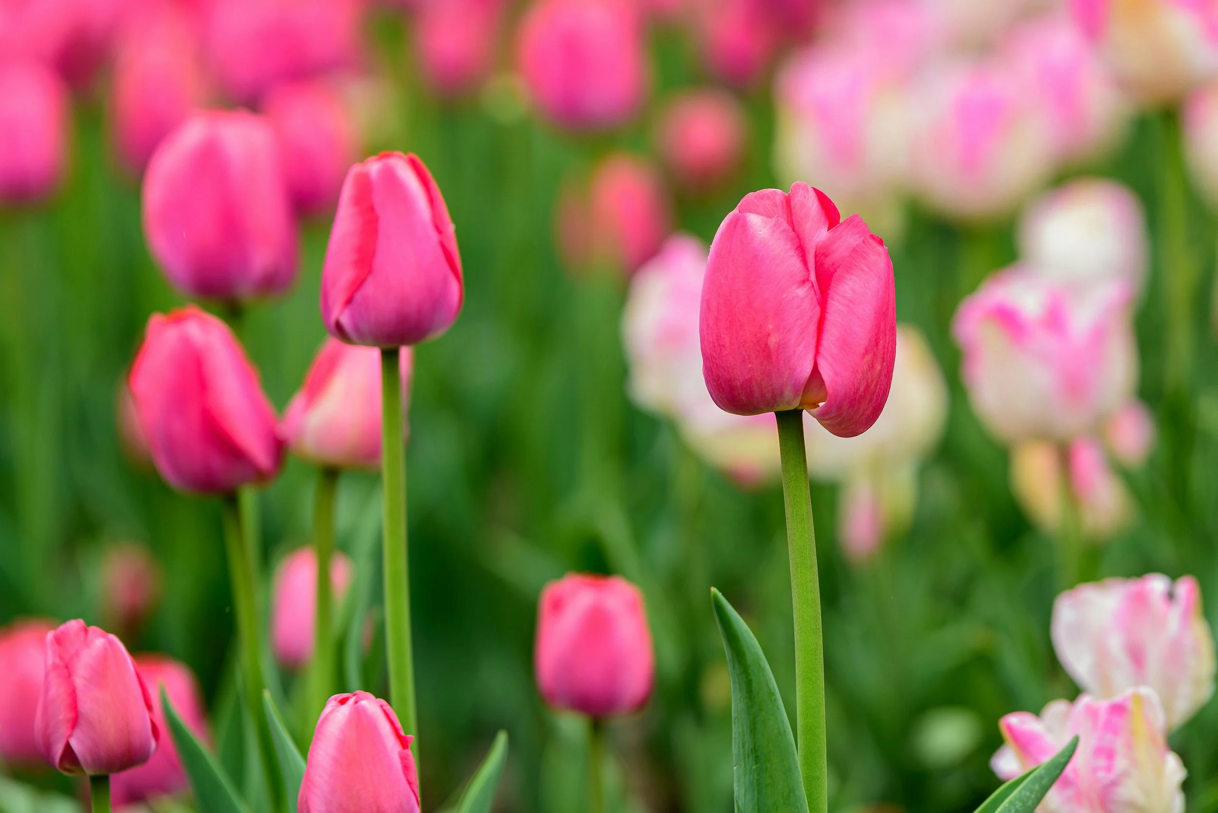 SPRING MARKET BUYING TIPS FOR MAPLE RIDGE