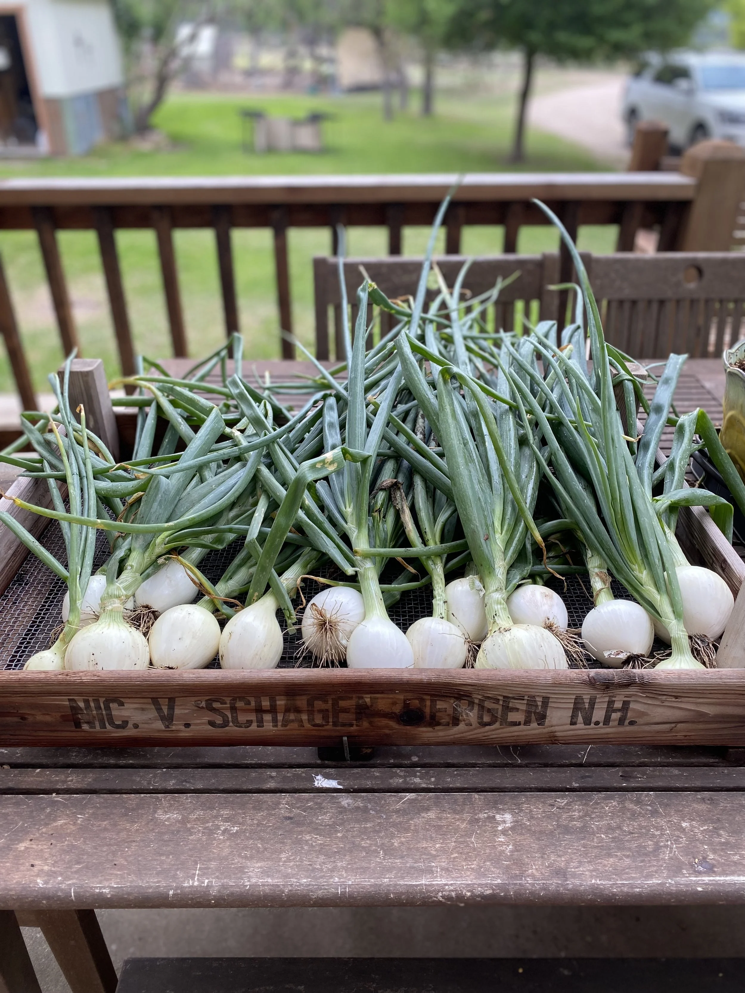 Planting a Fall Garden in Texas — Mackadoo Farms
