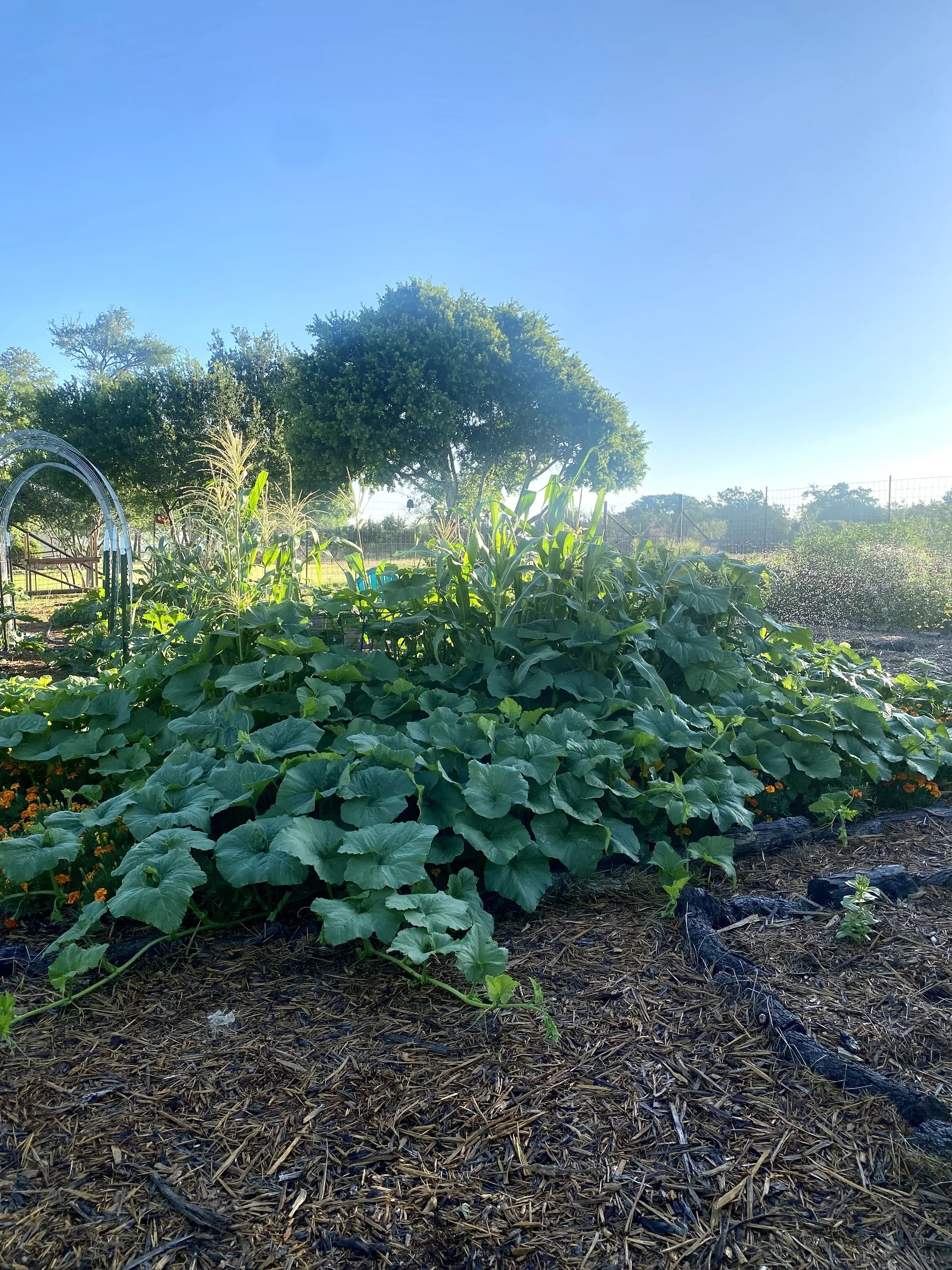 Planting a Fall Garden in Texas — Mackadoo Farms
