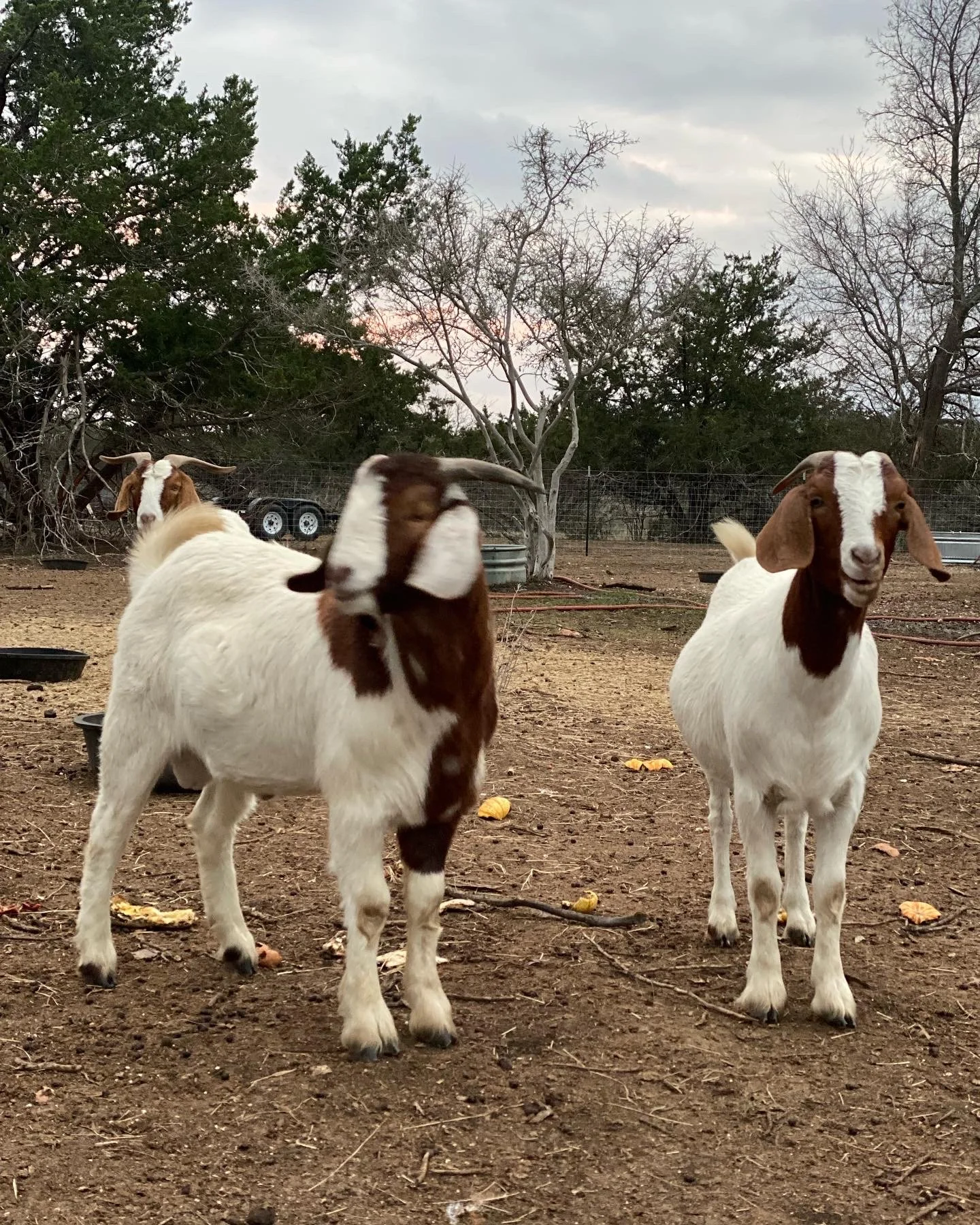 goat-pregnancies-and-birth-mackadoo-farms