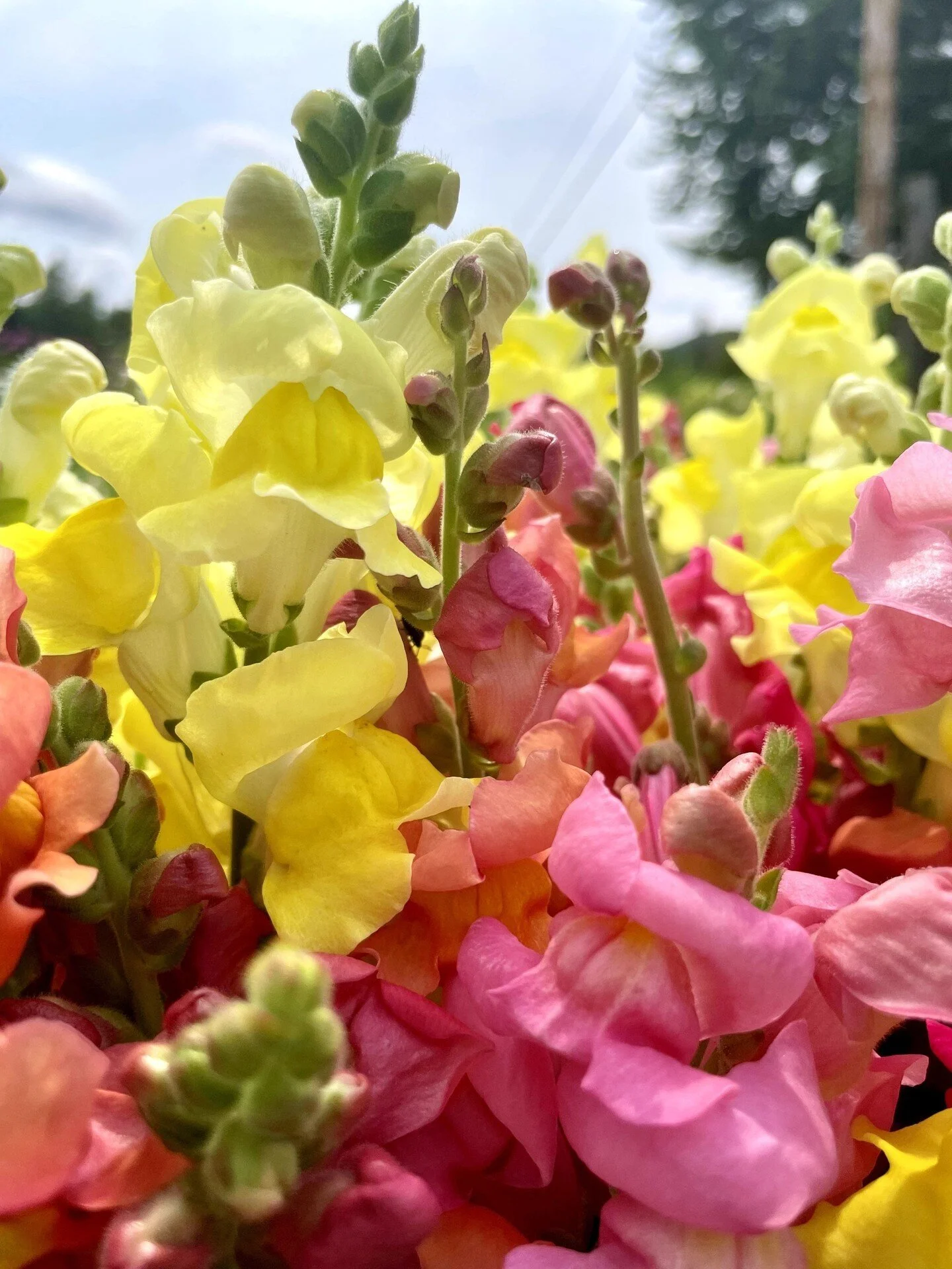 T H A N K F U L. We are so grateful today and every day for so many things! But mostly we are thankful for you--our wonderful community and families who support us. Thank you for joining us on this floral journey. We love you! Stay tuned for a little