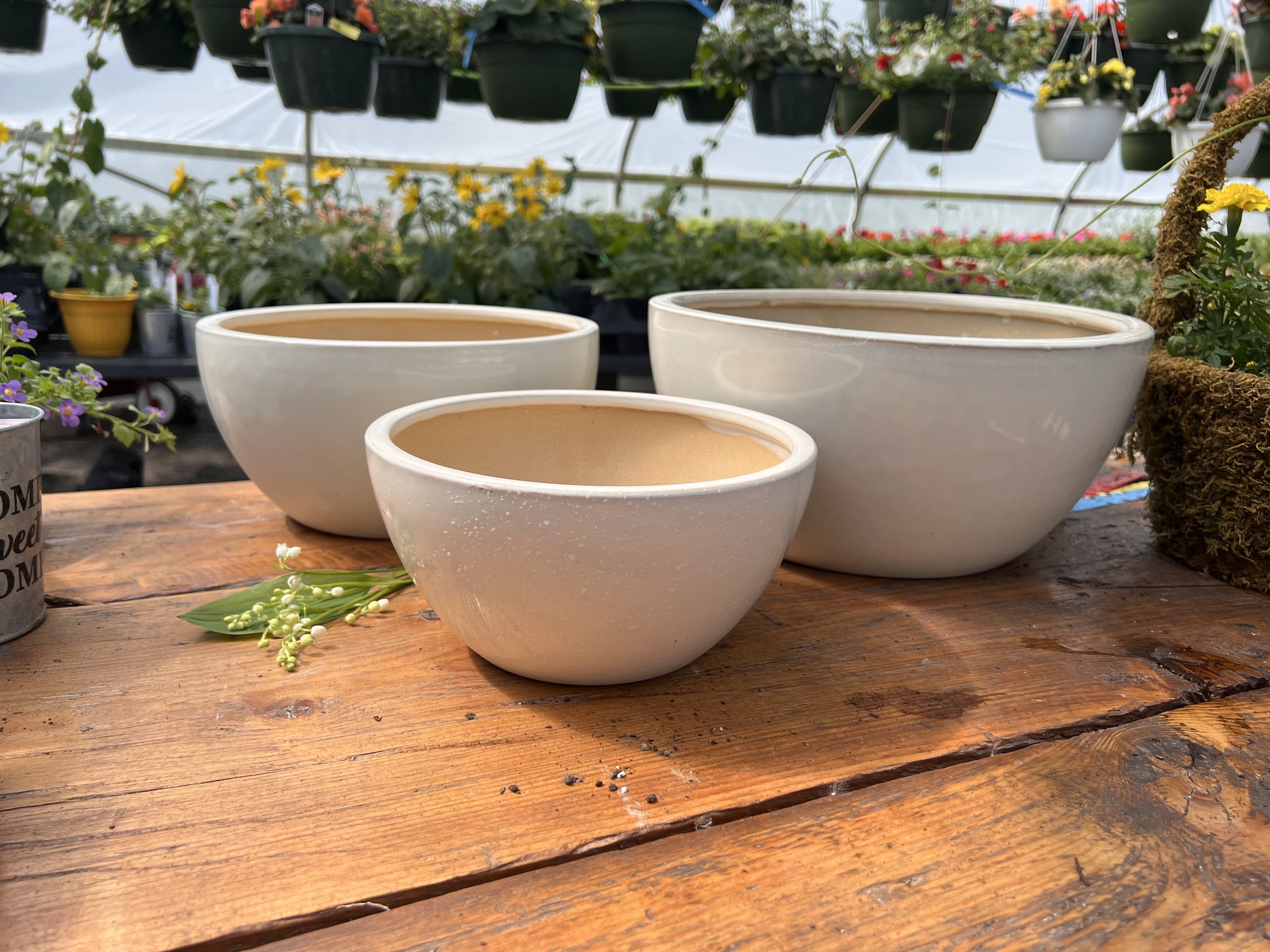 Thursday Plant & Sip