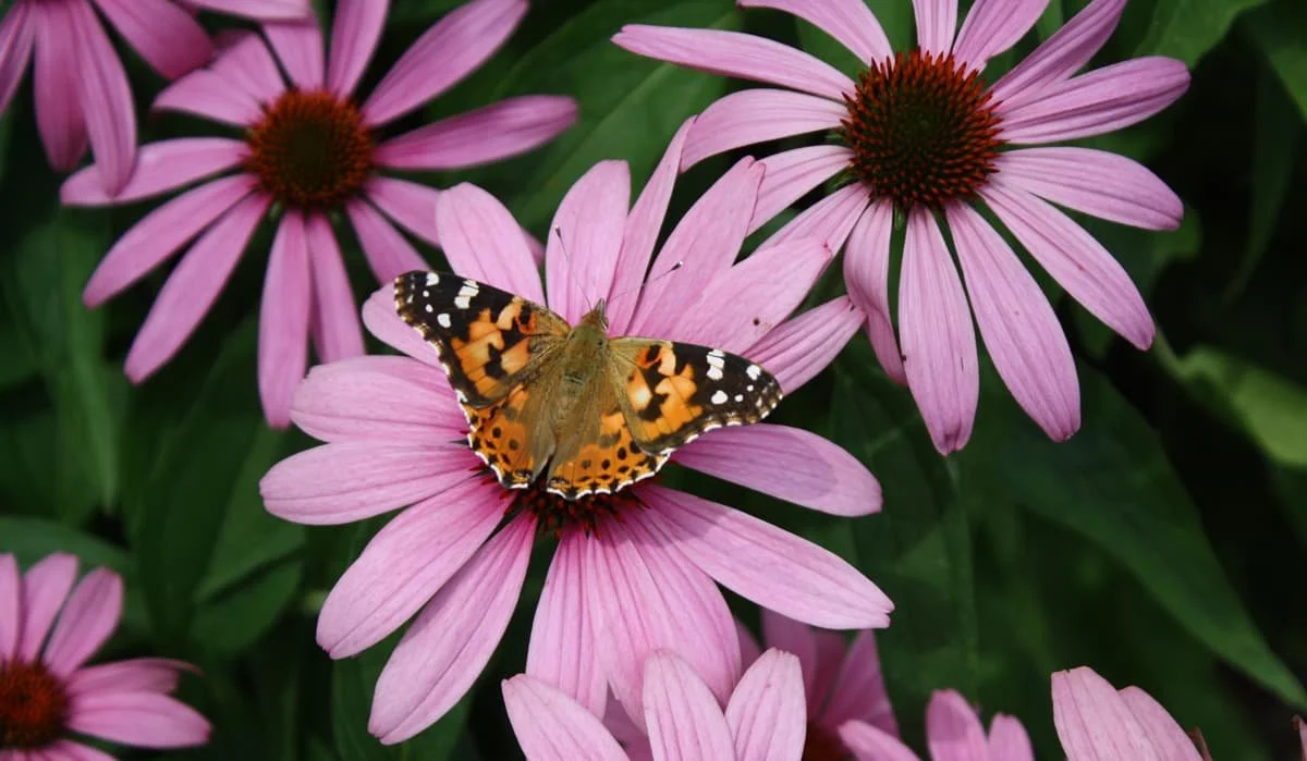 Curated visual reference: Visual Reference: 7 Pro Landscaping Ideas To Enhance Your Montana Property