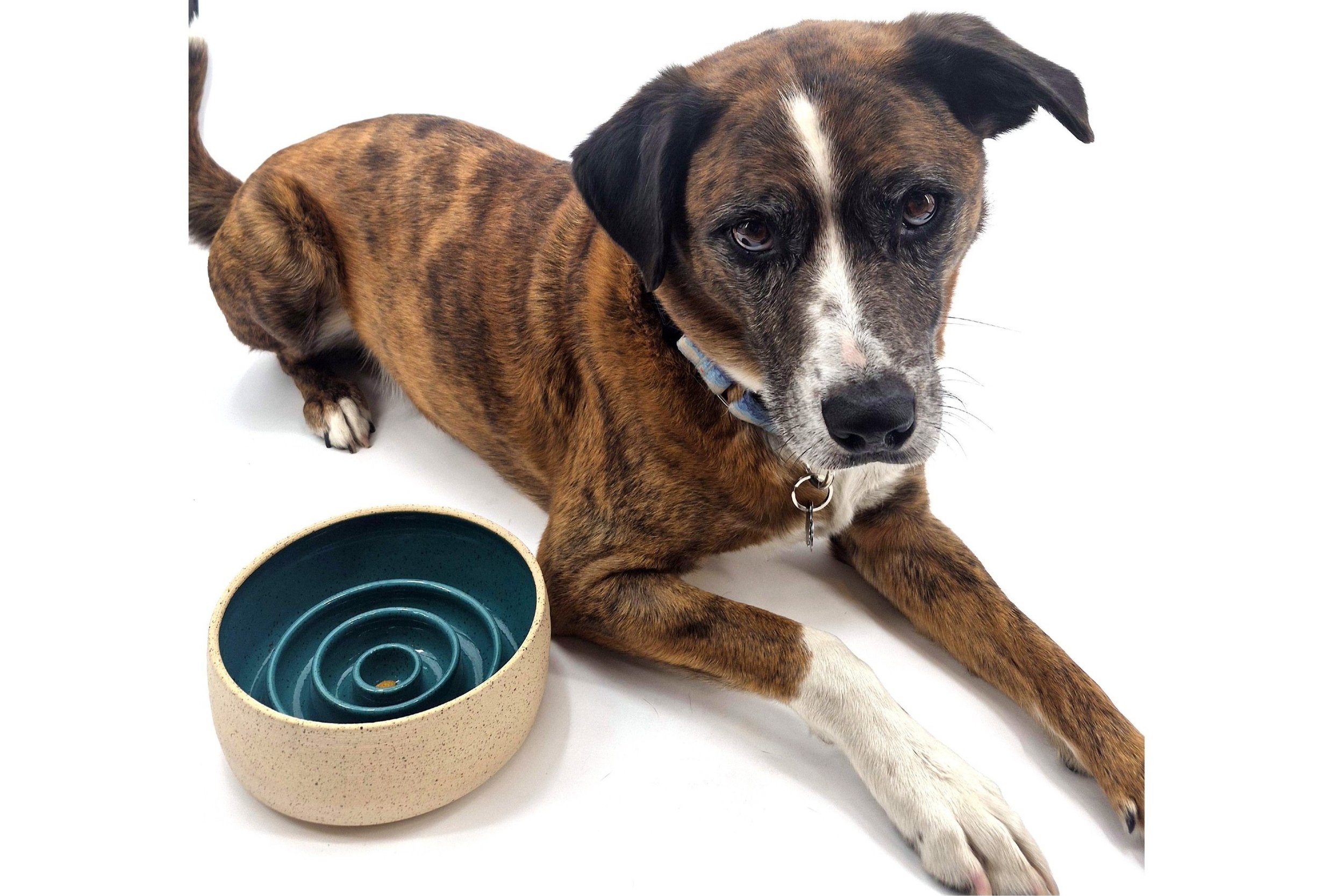 bisby with slow swanky.jpg