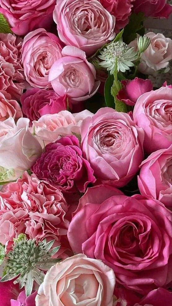 Close-up of pink blooms in varying shades from blush to vibrant tones