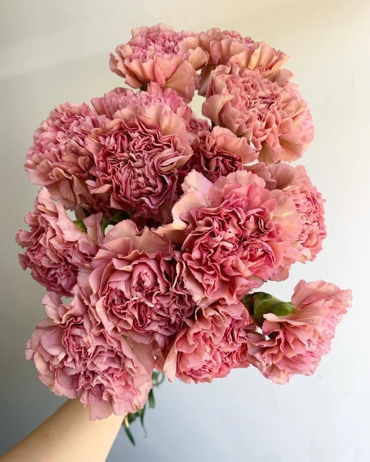 The Nature of Things Fine Flowers carnation varieties for weddings and events in southern california riverside los angeles orange county san diego redlands.jpg