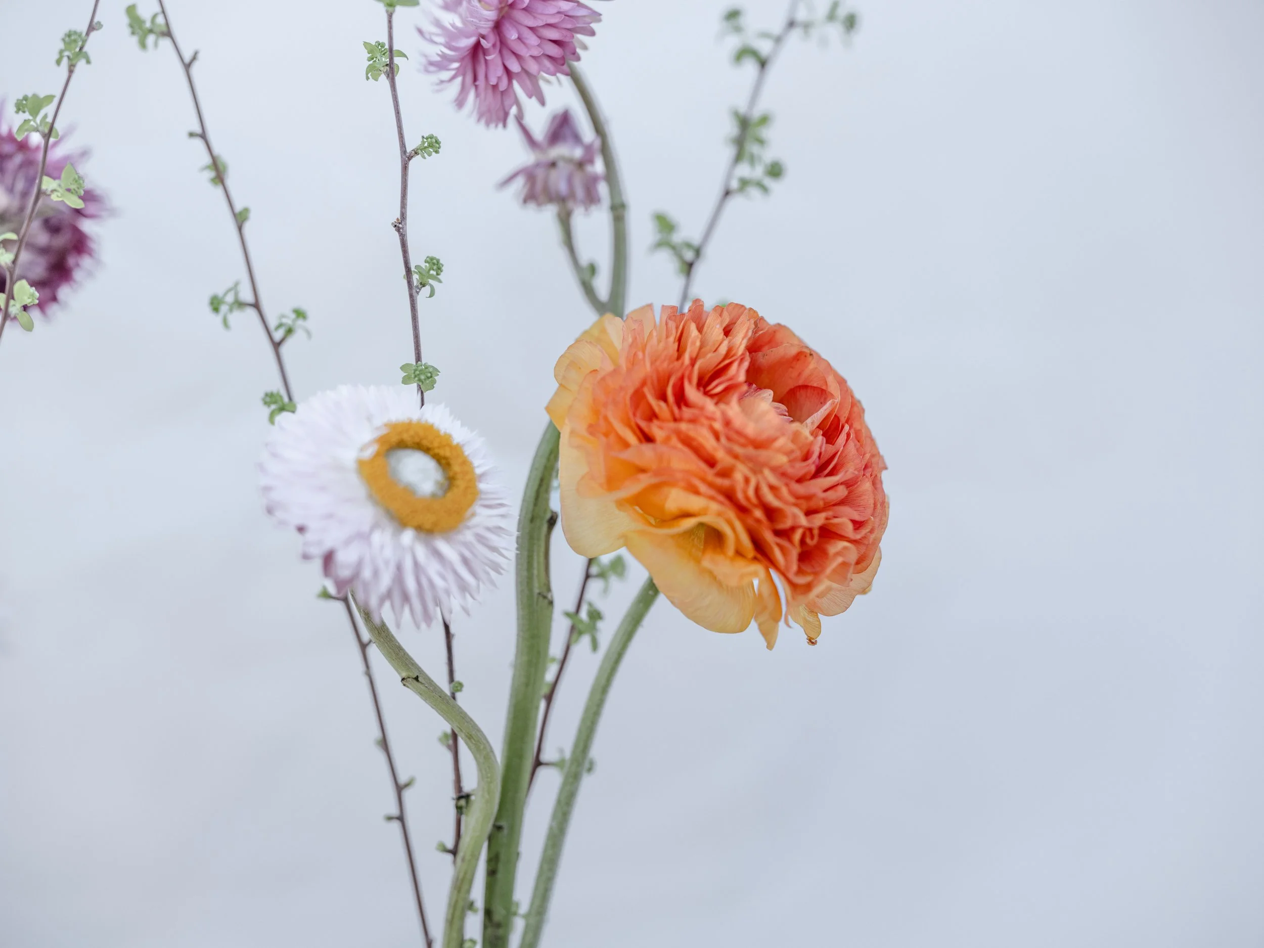 The Nature of Things Fine Flowers MCP Photography Spring.jpg